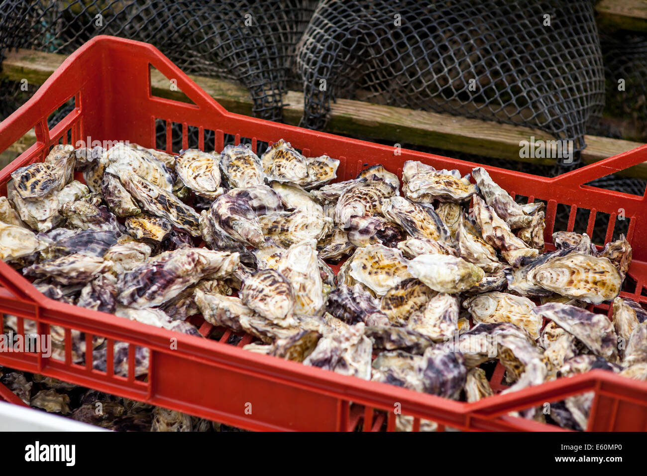 Dredge oyster hires stock photography and images Alamy