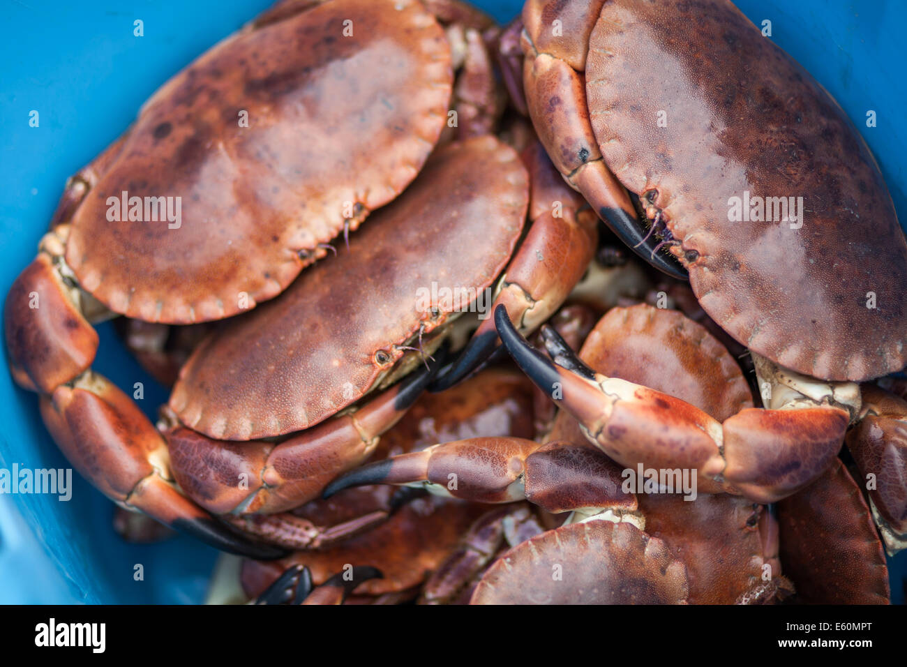 Freshly caught crabs Stock Photo