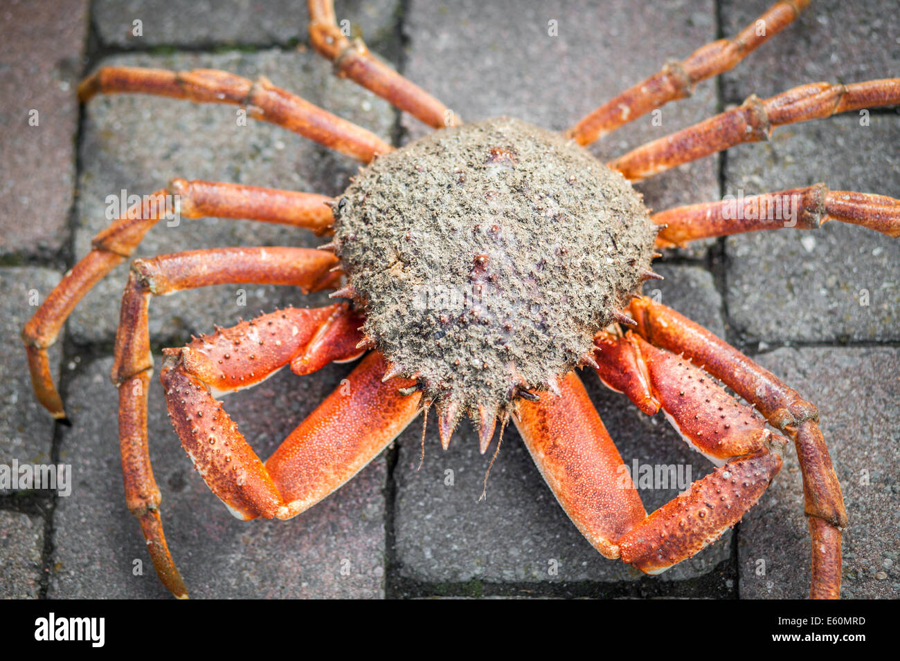 Freshly caught crab Stock Photo