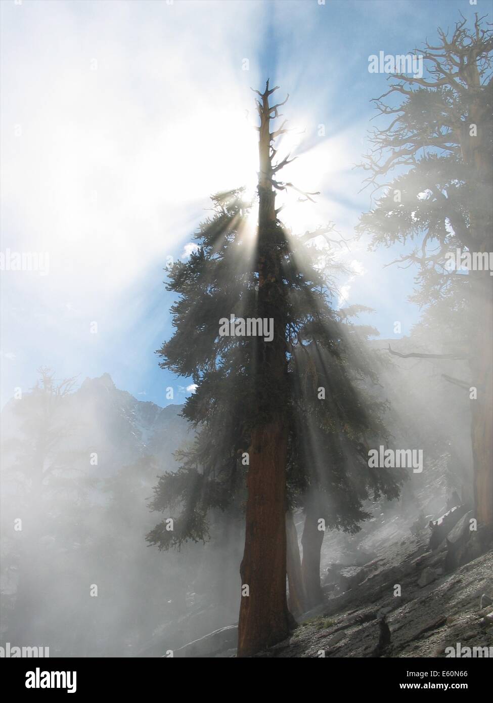 Sun light breaks through the pine trees along the John Muir trail in the Sierra Nevada mountains, California Stock Photo