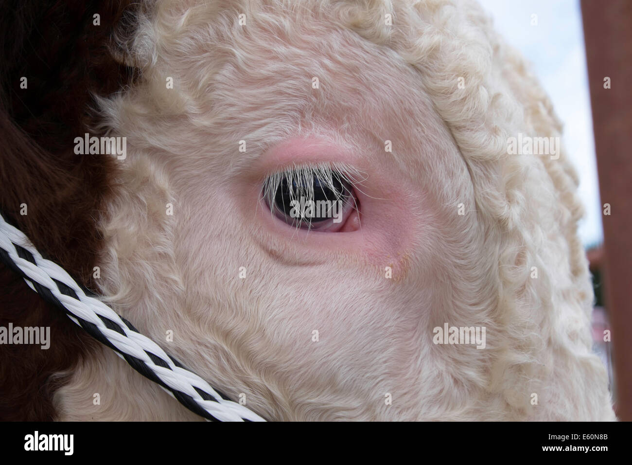 CLOSE-UP OF HEREFORD BULL'S EYE IN CHEPSTOW SHOW WALES UK Stock Photo