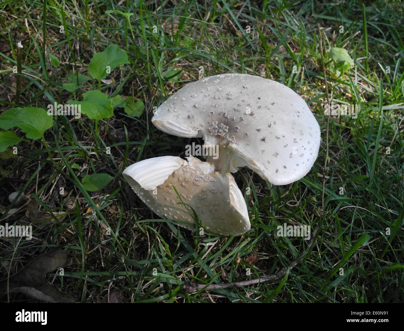 A Wild Mushroom A wild mushroom popped up on the Summer lawn Stock Photo Alamy