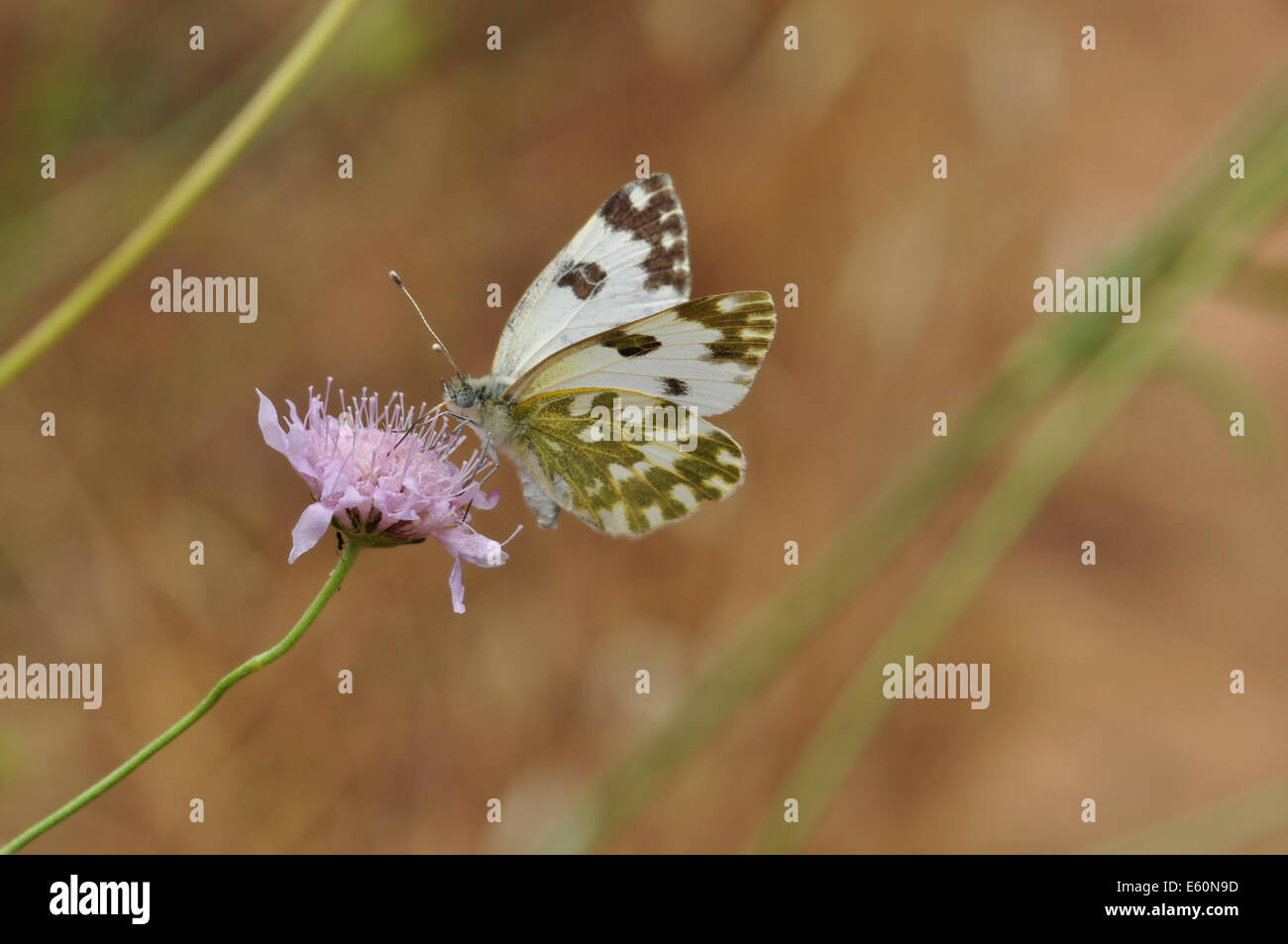 Abstract nature butterfly hi-res stock photography and images - Alamy
