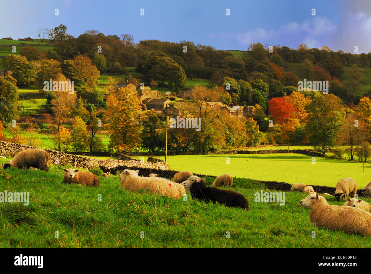 Sunlight on the Fields of Sheep Stock Photo