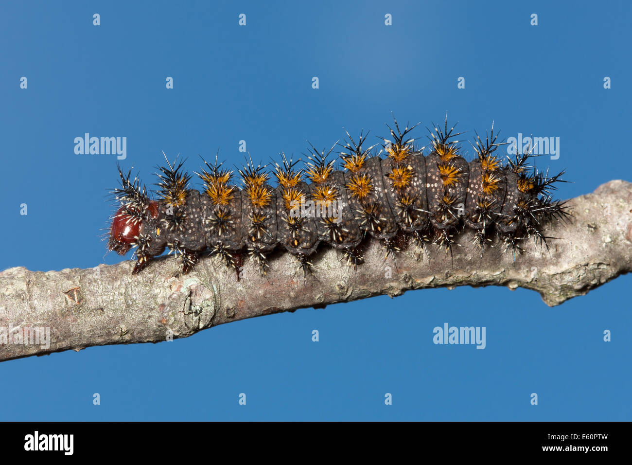 Saturniidae moth caterpillar hi-res stock photography and images - Alamy