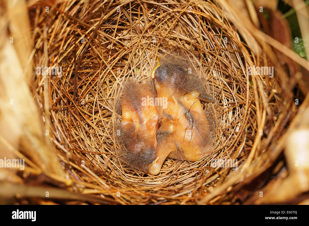 close-up view of bird nest with two Lesser Kiskadee flycatcher chicks sleeping, Central America, Costa Rica Stock Photo
