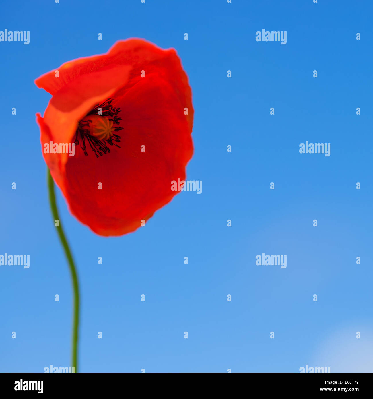 Big flower of wild red poppy on blue sky background with focus on ...