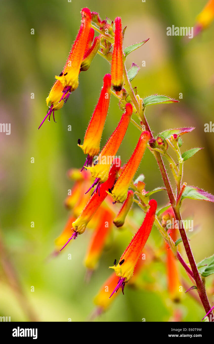Side view of a flowering branch of Cuphea cyanea Stock Photo