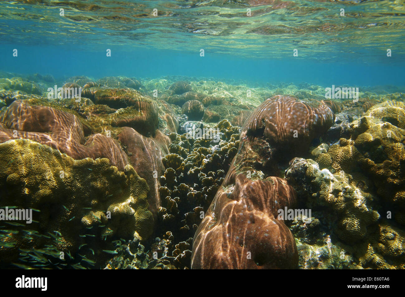 underwater coral reef close to water surface, Caribbean sea Stock Photo