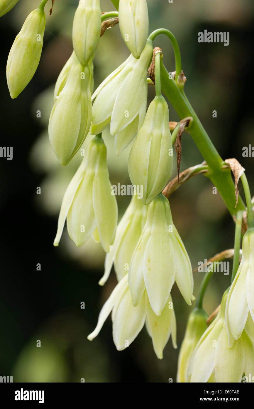 Close up of the bell flowers of Galtonia viridiflora Stock Photo