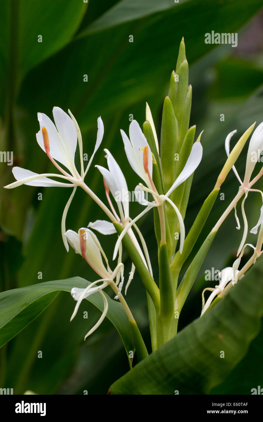 Scented white flowers of the hardy ginger, Hedychium spicatum Stock Photo