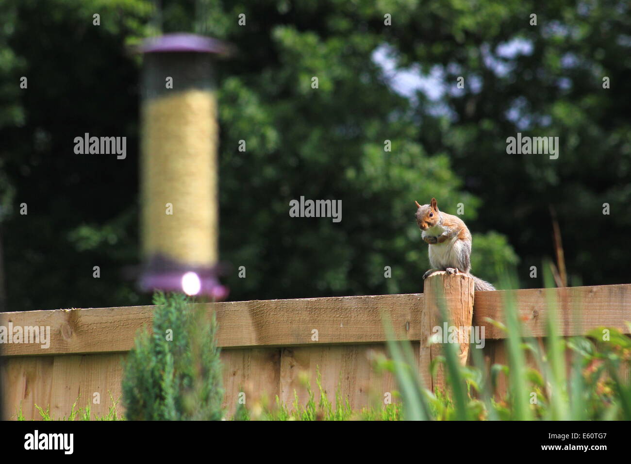 Hungry squirrel Stock Photo