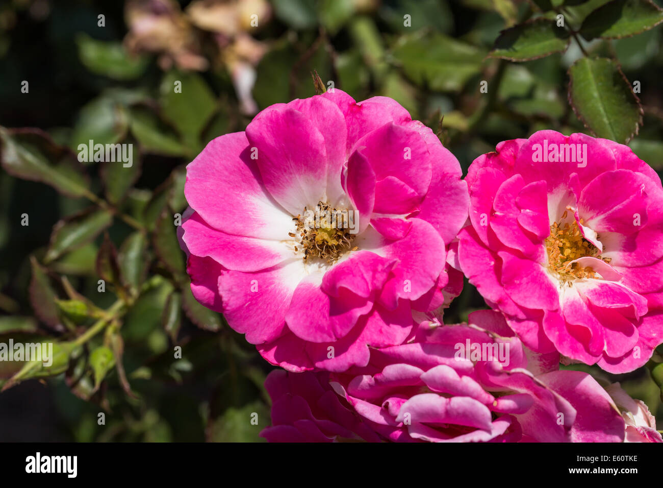 Pink rosa dumalis. This is a flower, wild rose Stock Photo