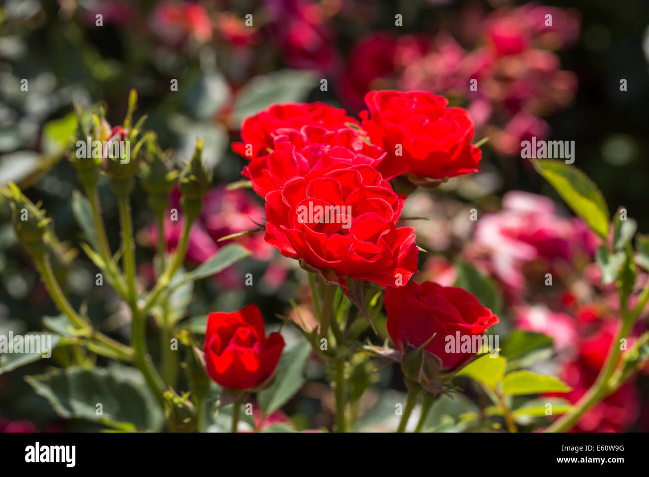 red roses on sunny sky background in the garden Stock Photo