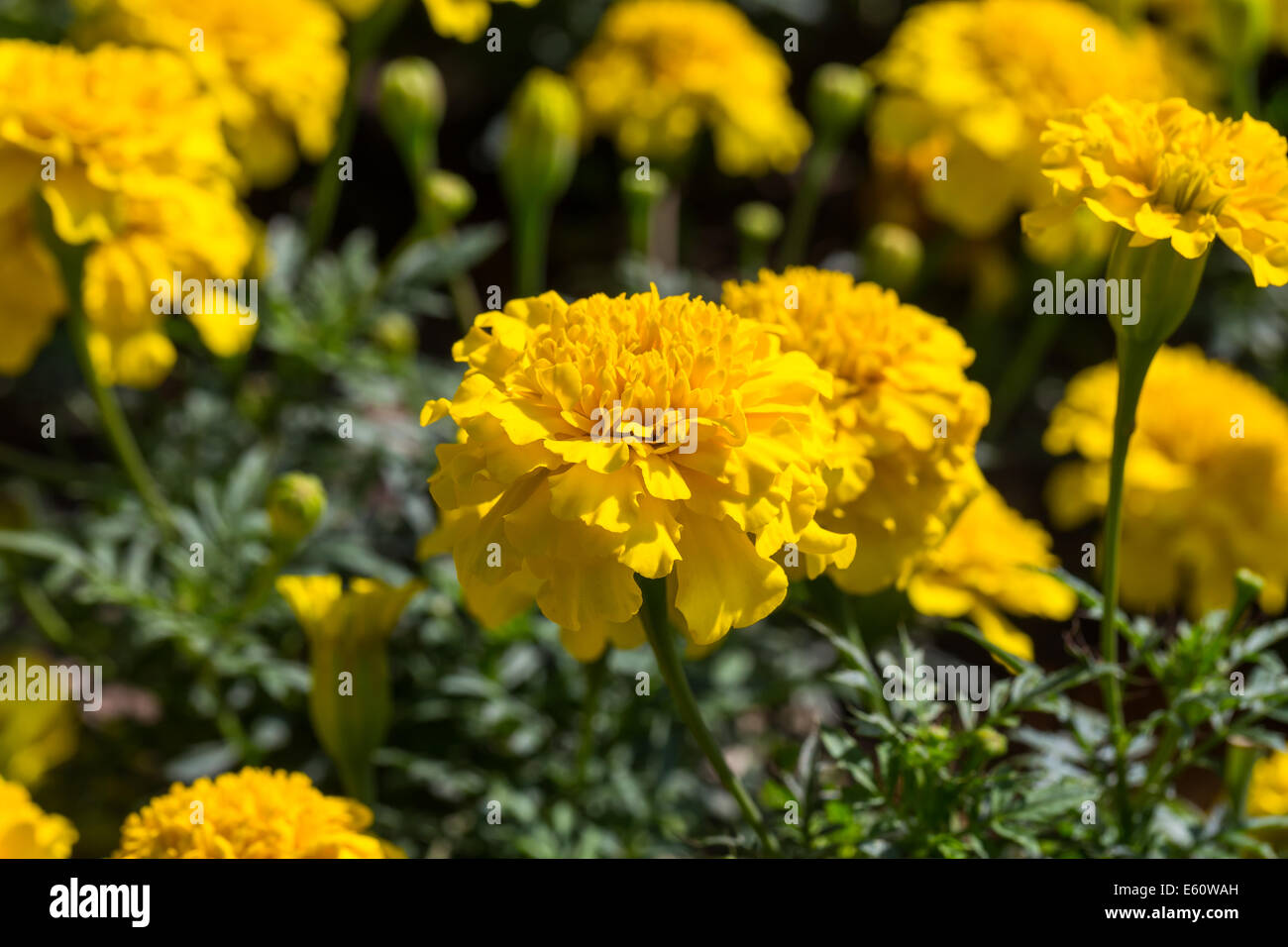 Yellow aster flowers in the garden as background. Marigold - Tagetes erecta L. Stock Photo