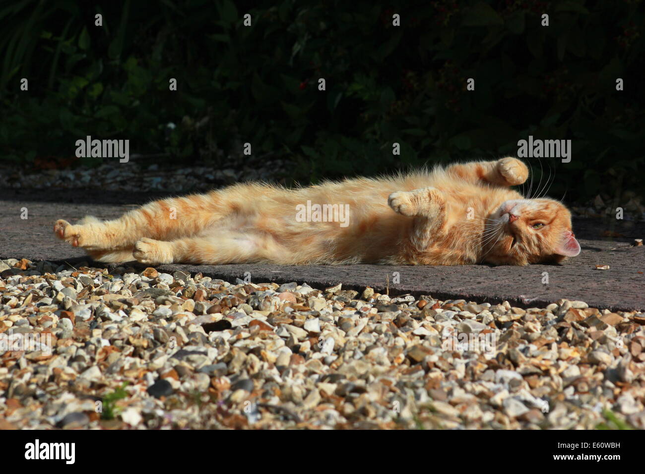 Ginger cat lying on garden path Stock Photo Alamy