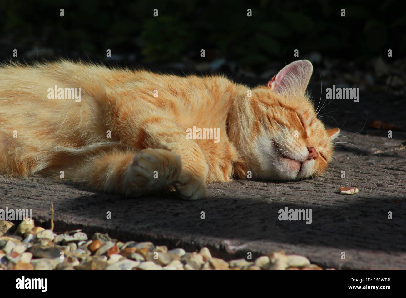 Ginger cat lying on garden path Stock Photo Alamy