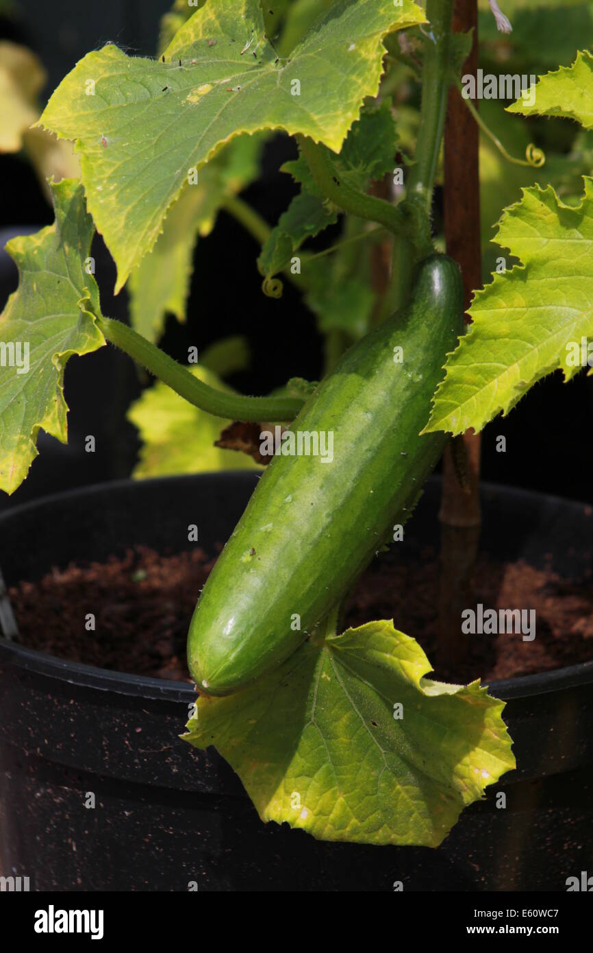 Cucumber growing outdoors Stock Photo Alamy