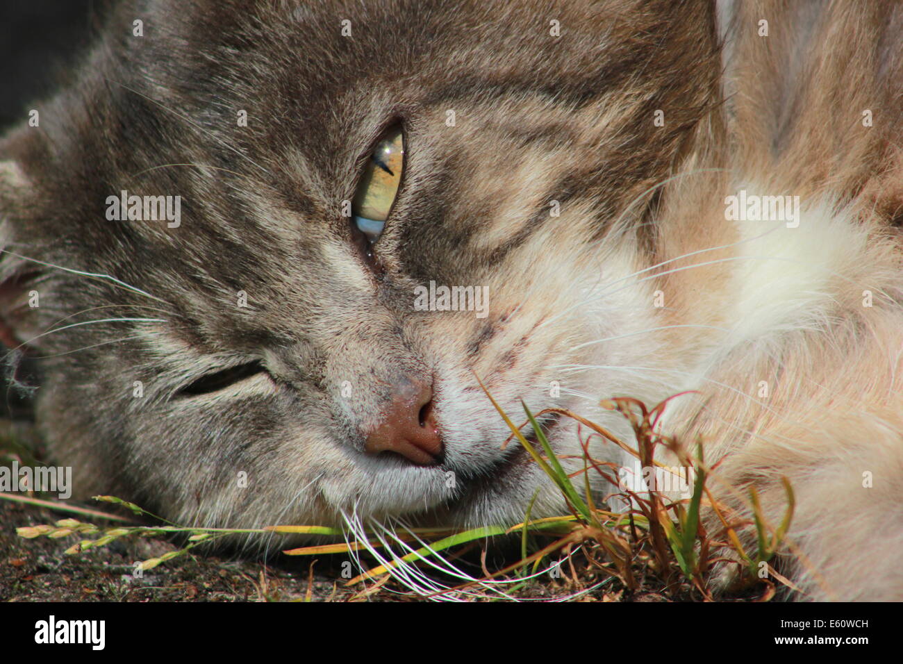 Close-up of tabby cat Stock Photo - Alamy