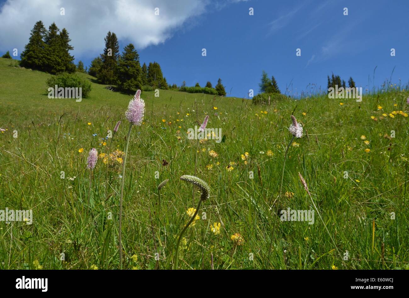 Gschnitz valley Alpine meadows Alpine flowers Stock Photo