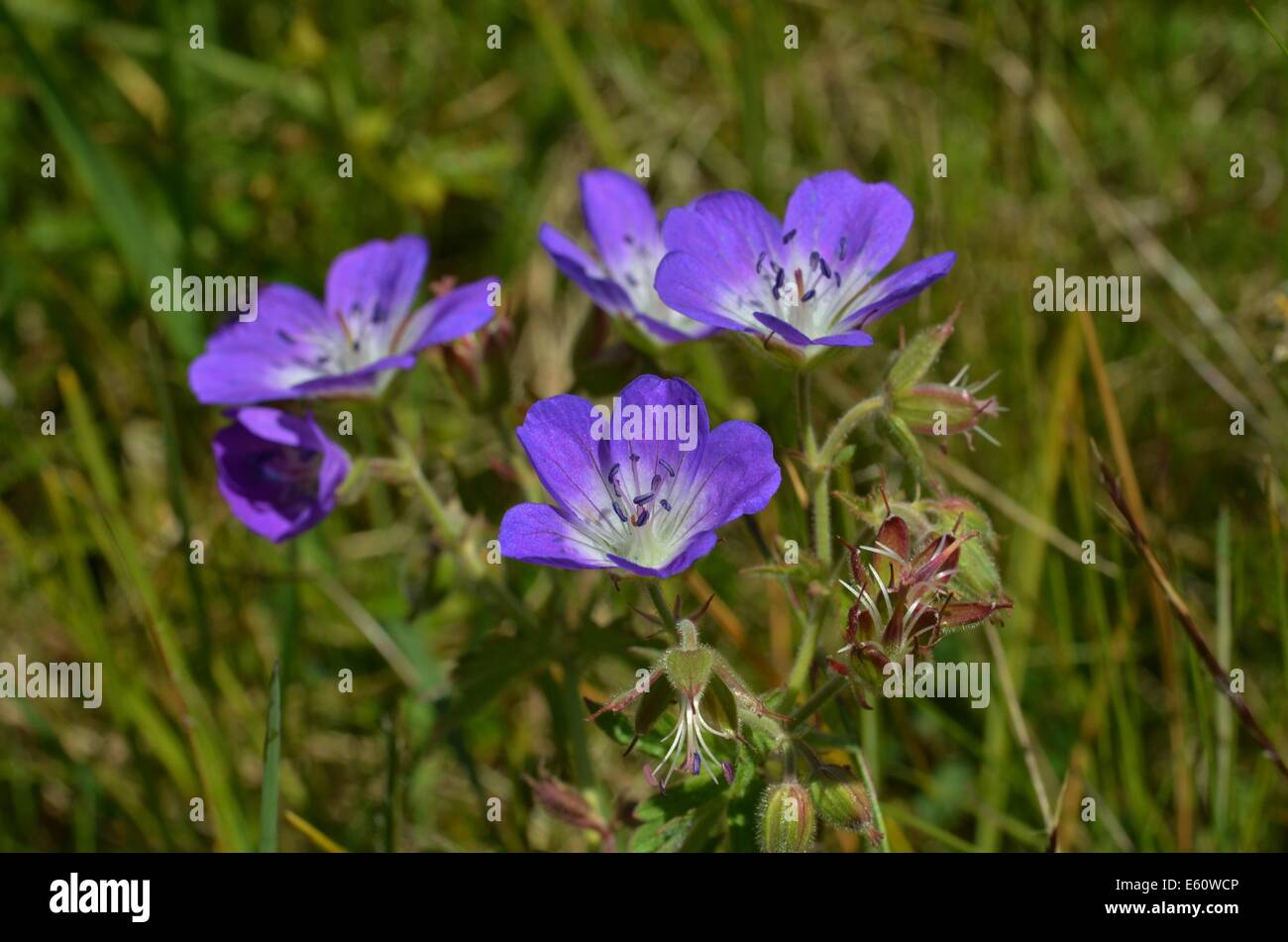 geranium nodosum Alpine wild flower Stock Photo