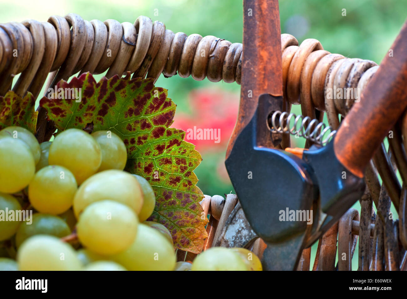 Wine harvest baskets concept with white grapes and vineyard leaf in traditional French grape picker's wicker basket and Secateurs Stock Photo