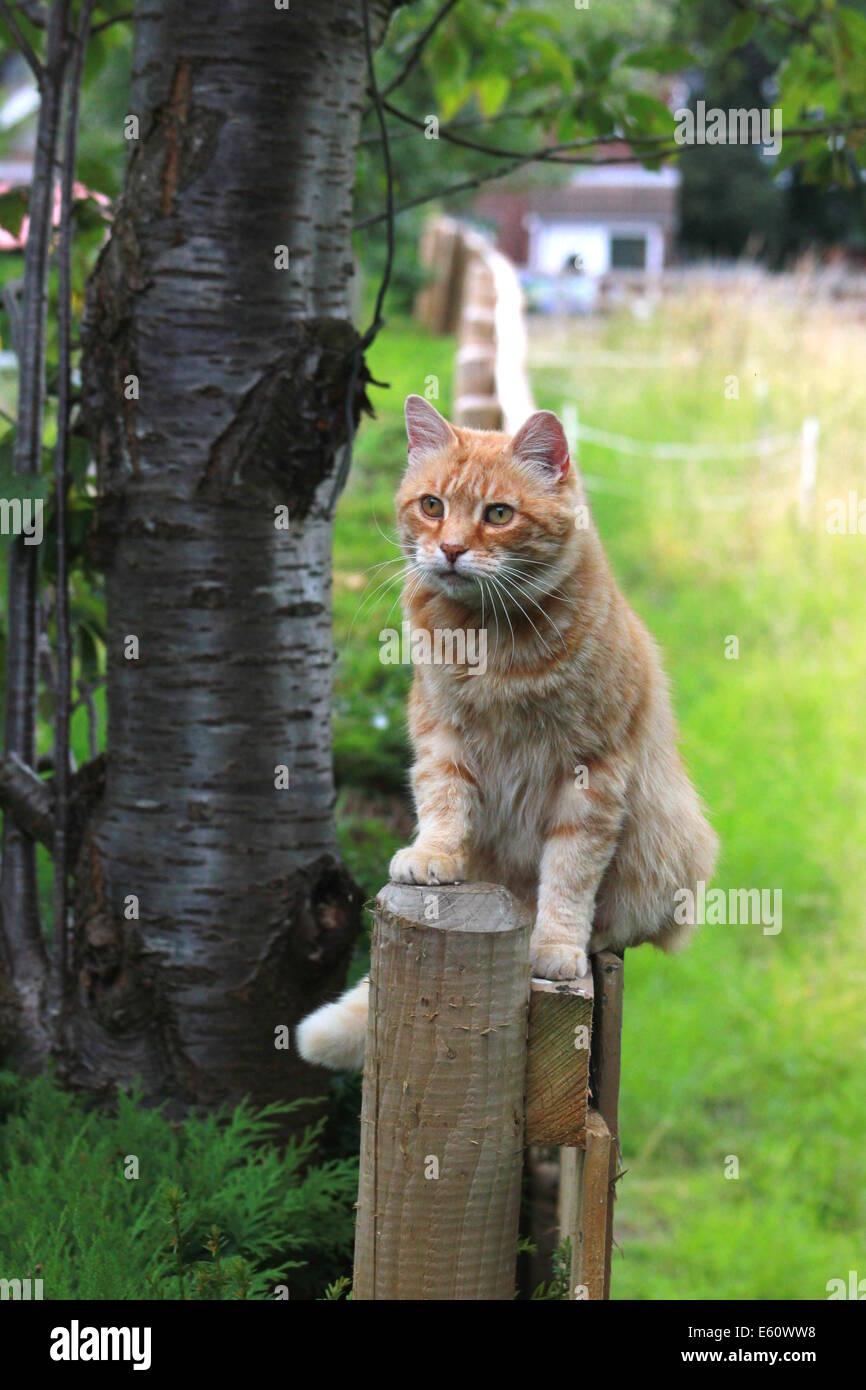 Ginger cat on garden fence Stock Photo - Alamy