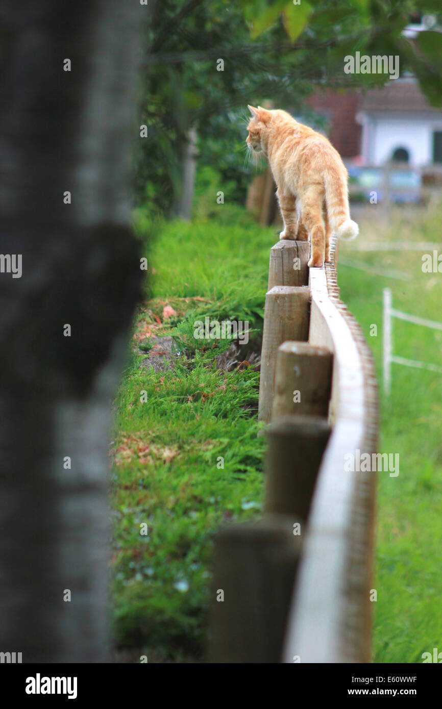 Ginger cat on garden fence Stock Photo - Alamy