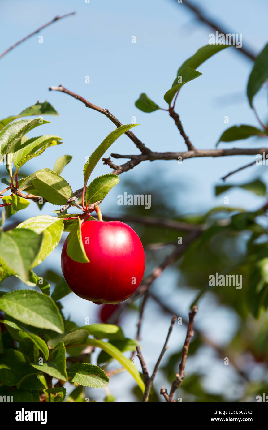 mature plum on a tree in tuscany Stock Photo