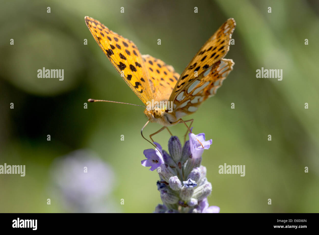 Queen of Spain Fritillary butterfly (Issoria lathonia) nectaring in early morning sun on lavender near Najac in the Aveyron Stock Photo