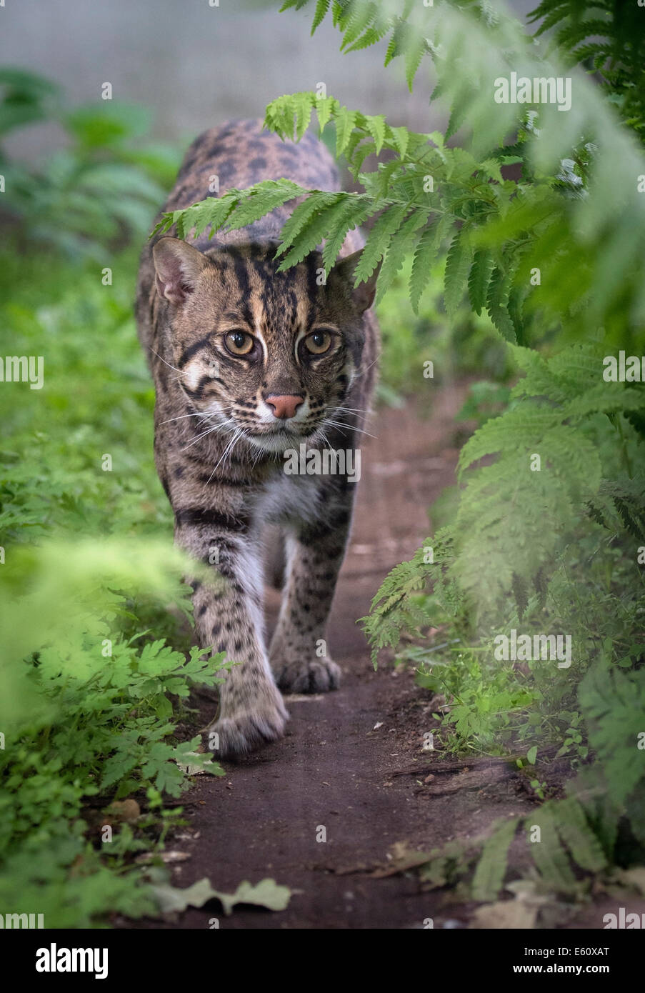 Male fishing cat walking towards camera Stock Photo Alamy