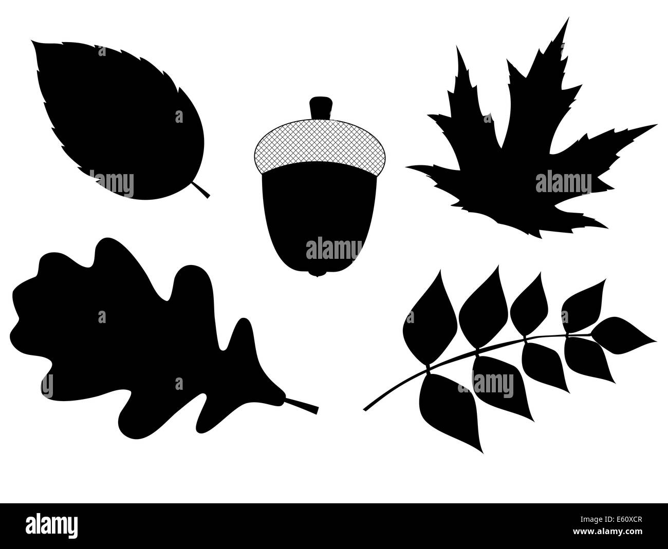 Acorn with Leaves Vector Silhouette Illustration Stock Photo