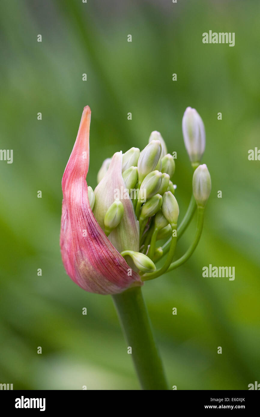Agapanthus 'Silver Mist' bud. Emerging flower buds. Stock Photo