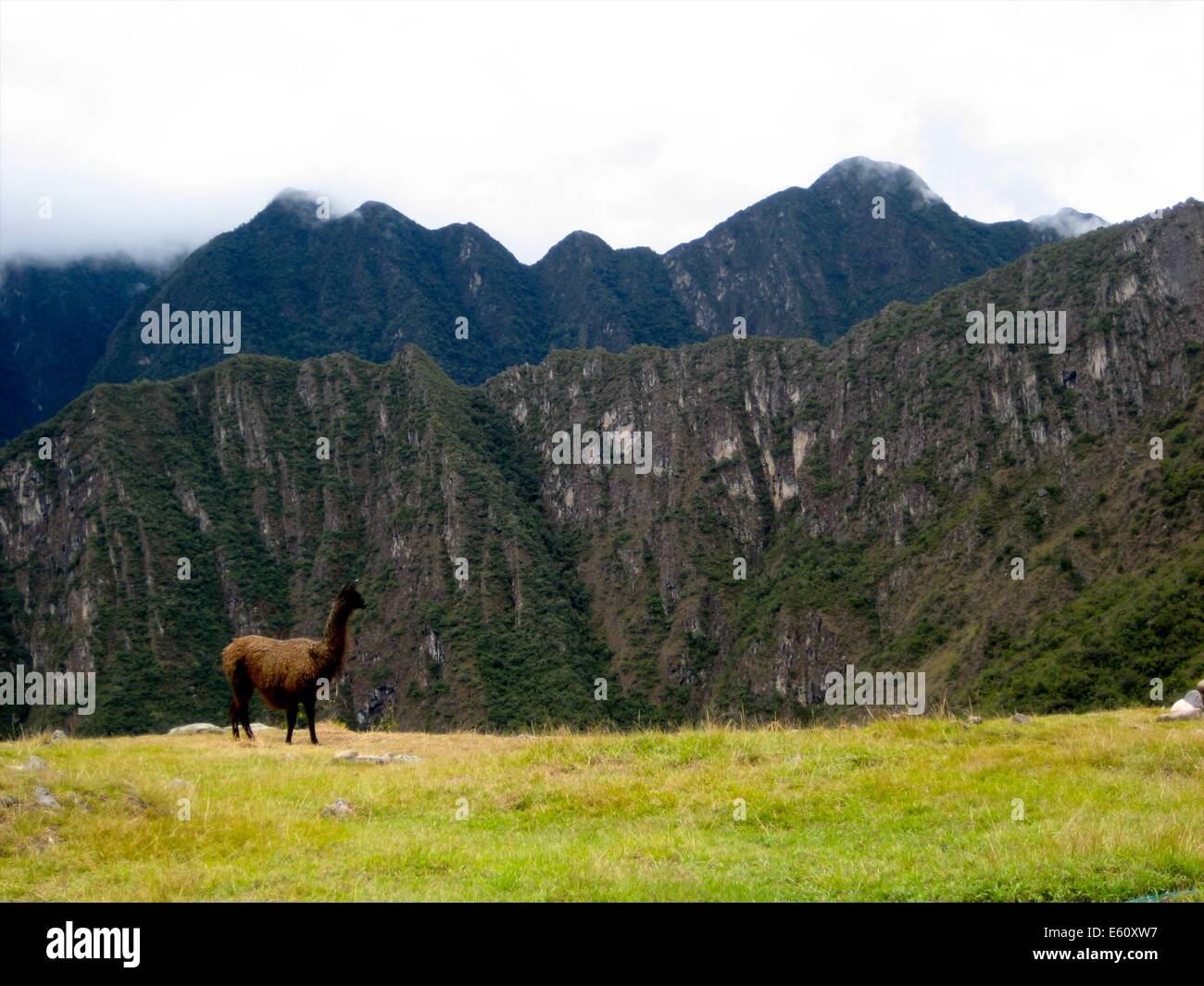 A lone Llama grazes at the Inca site of Machu Picchu, near Cusco, Peru Stock Photo