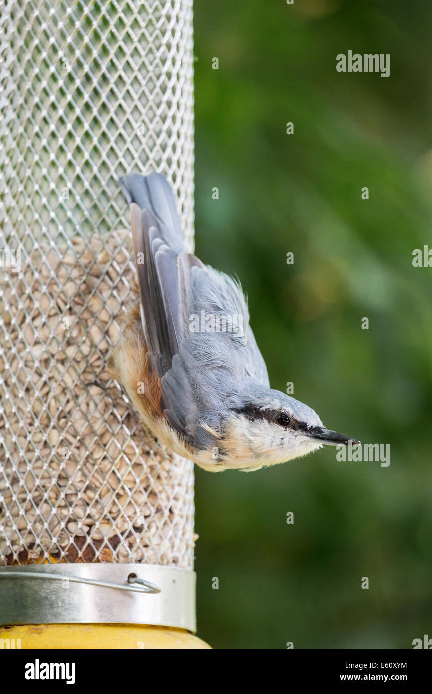 Eurasian nuthatch (Sitta europaea) perched feeding on sunflower hearts from a bird feeder in an English garden, Surrey, south-east England, UK Stock Photo