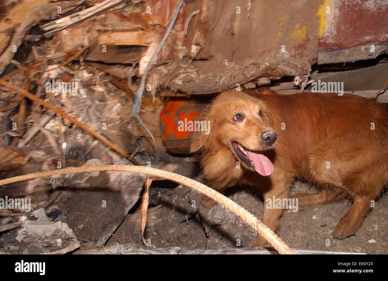 Urban search and rescue dog Thunder, searches through the rubble for victims amongst the wreckage of the World Trade Center in the aftermath of a massive terrorist attack which destroyed the twin towers killing 2,606 people September 21, 2001 in New York, NY. Stock Photo