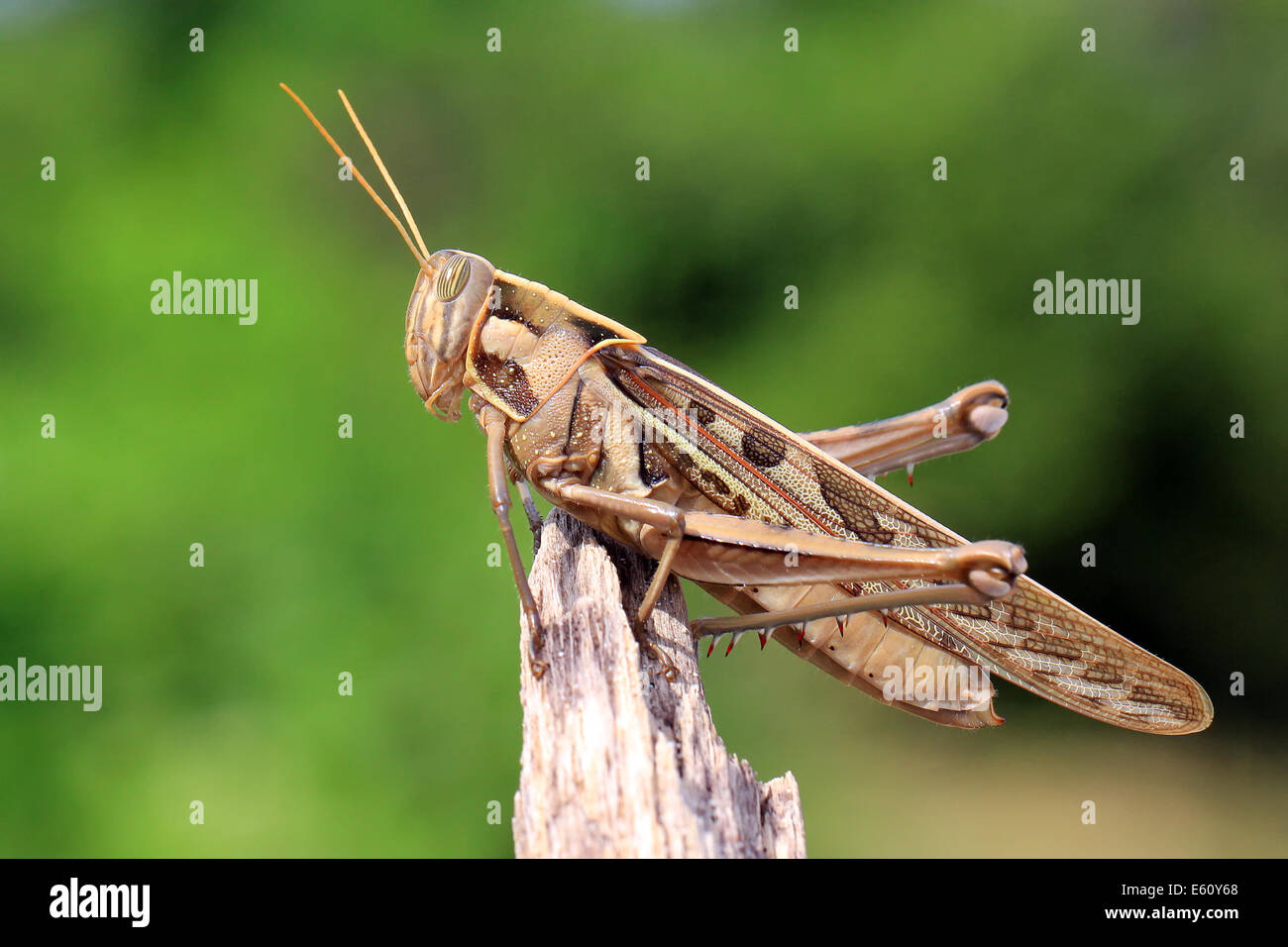 Grasshopper perching on natural background Stock Photo