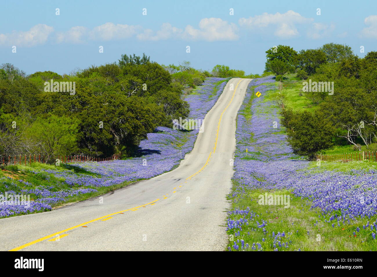 Bluebonnets adorn the side of Hwy 152 in the hill country of Texas, USA. Stock Photo