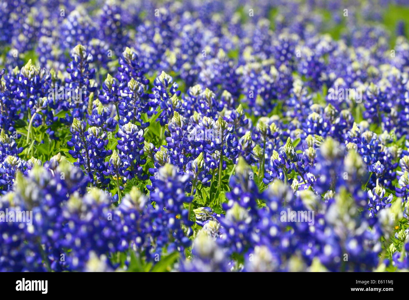 A field full of Texas Bluebonnet (Lupinus texensis) in the hill country area of Texas, USA. Stock Photo