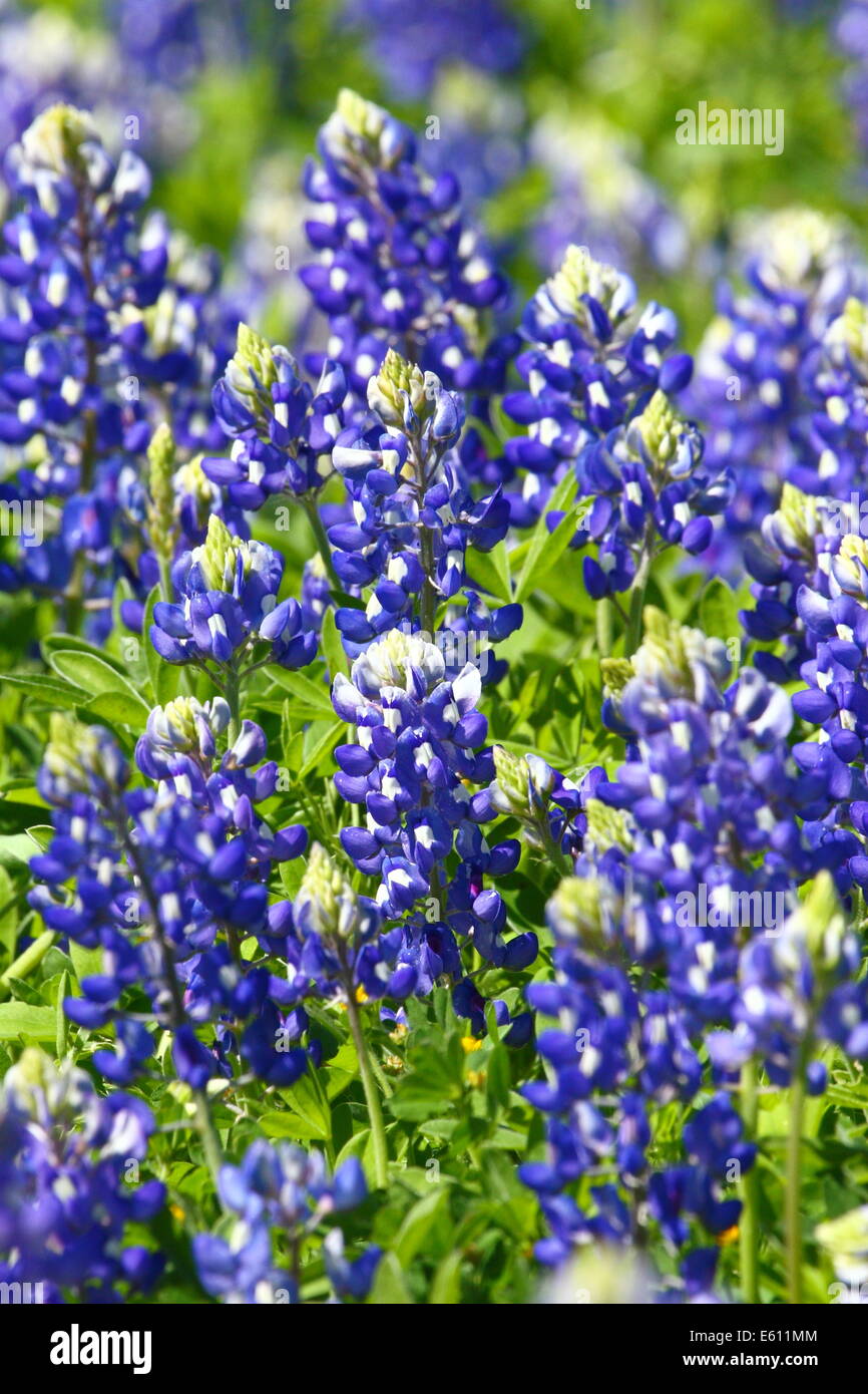 A field full of Texas Bluebonnet (Lupinus texensis) in the hill country area of Texas, USA. Stock Photo