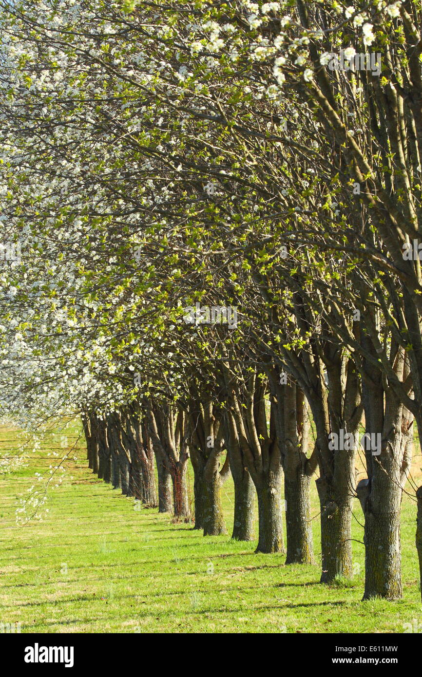 A row of flowering Bradford Pear trees in Tennessee, USA Stock Photo