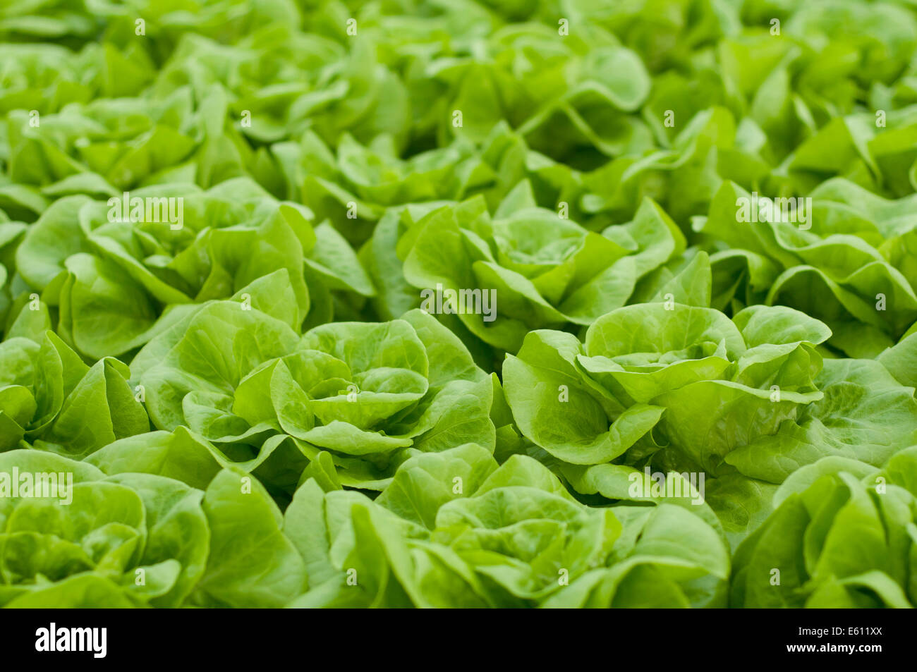 lettuce automated and modern greenhouses Stock Photo
