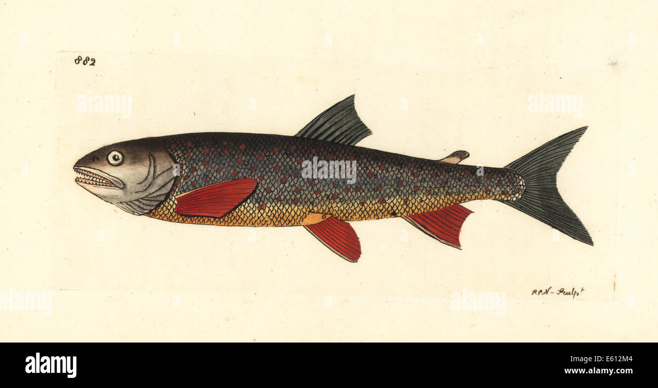 Salvelin trout, Salmo salvelinus. Stock Photo