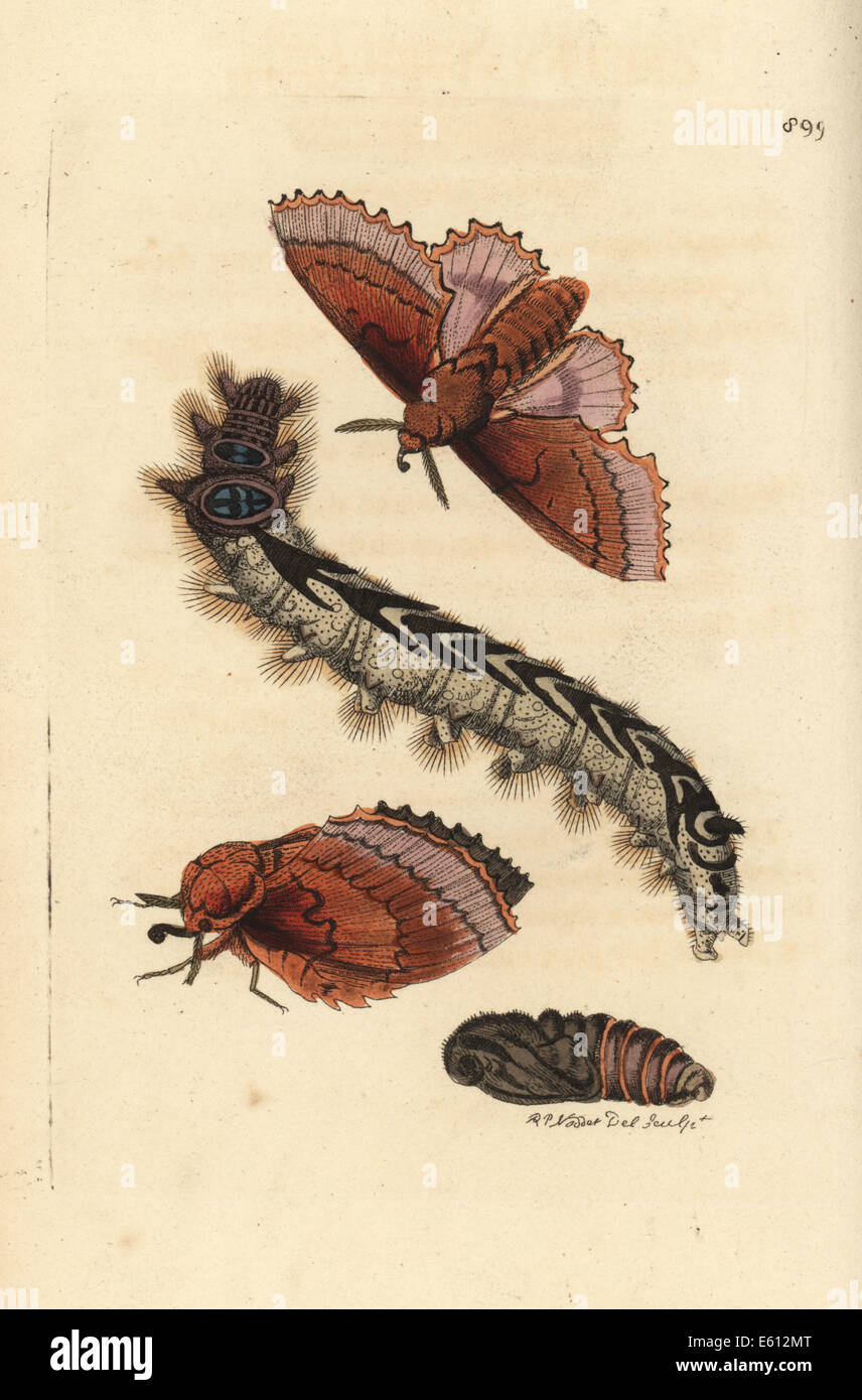 Lappet moth, Gastropacha quercifolia. Stock Photo