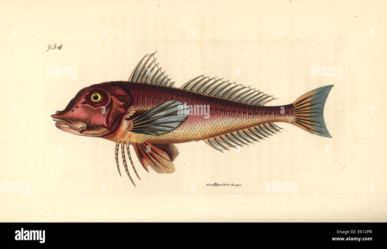 Red gurnard, Chelidonichthys cuculus Stock Photo Alamy