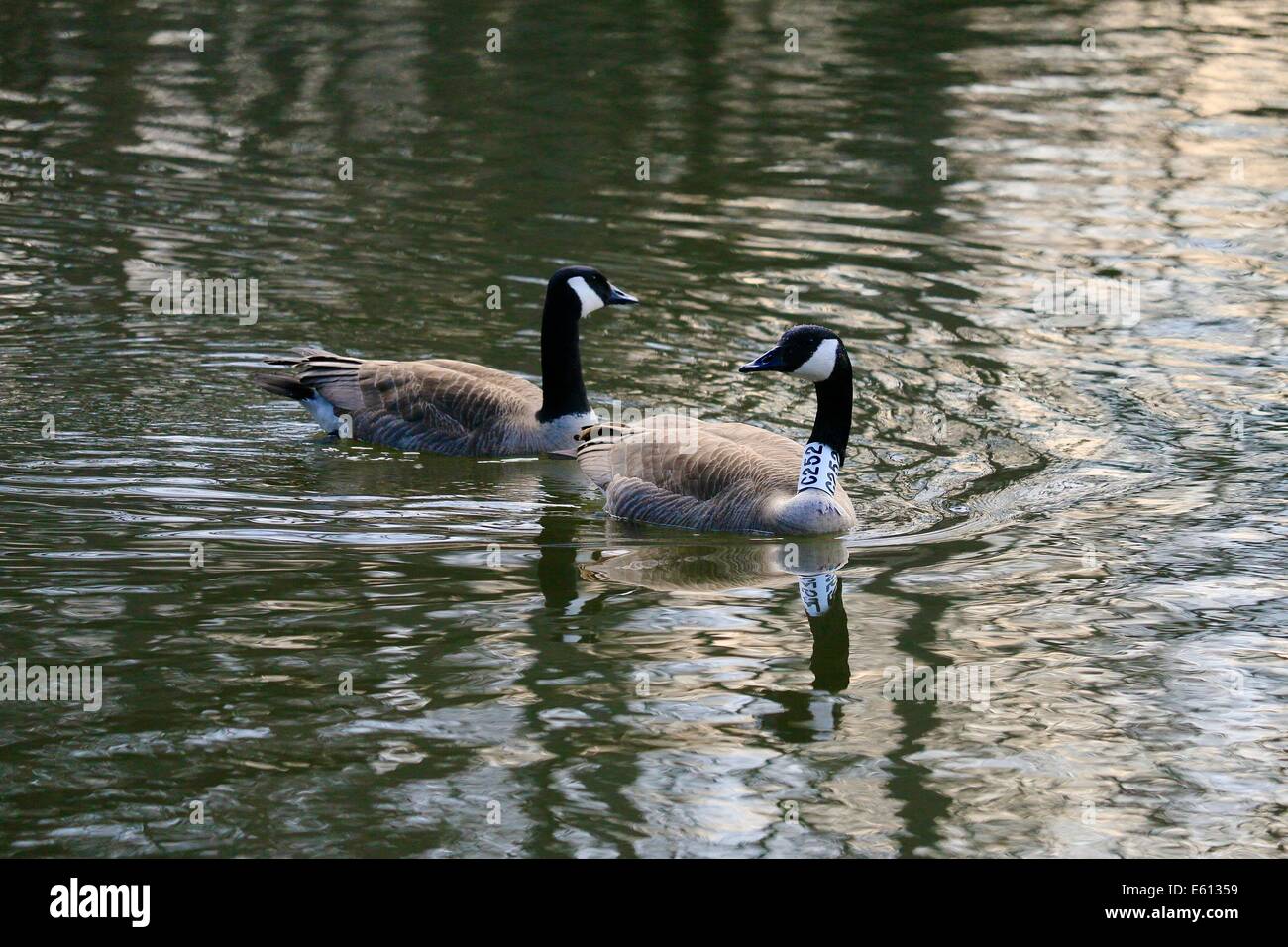 Pair of Canada Geese on Des Plaines River, one with identification