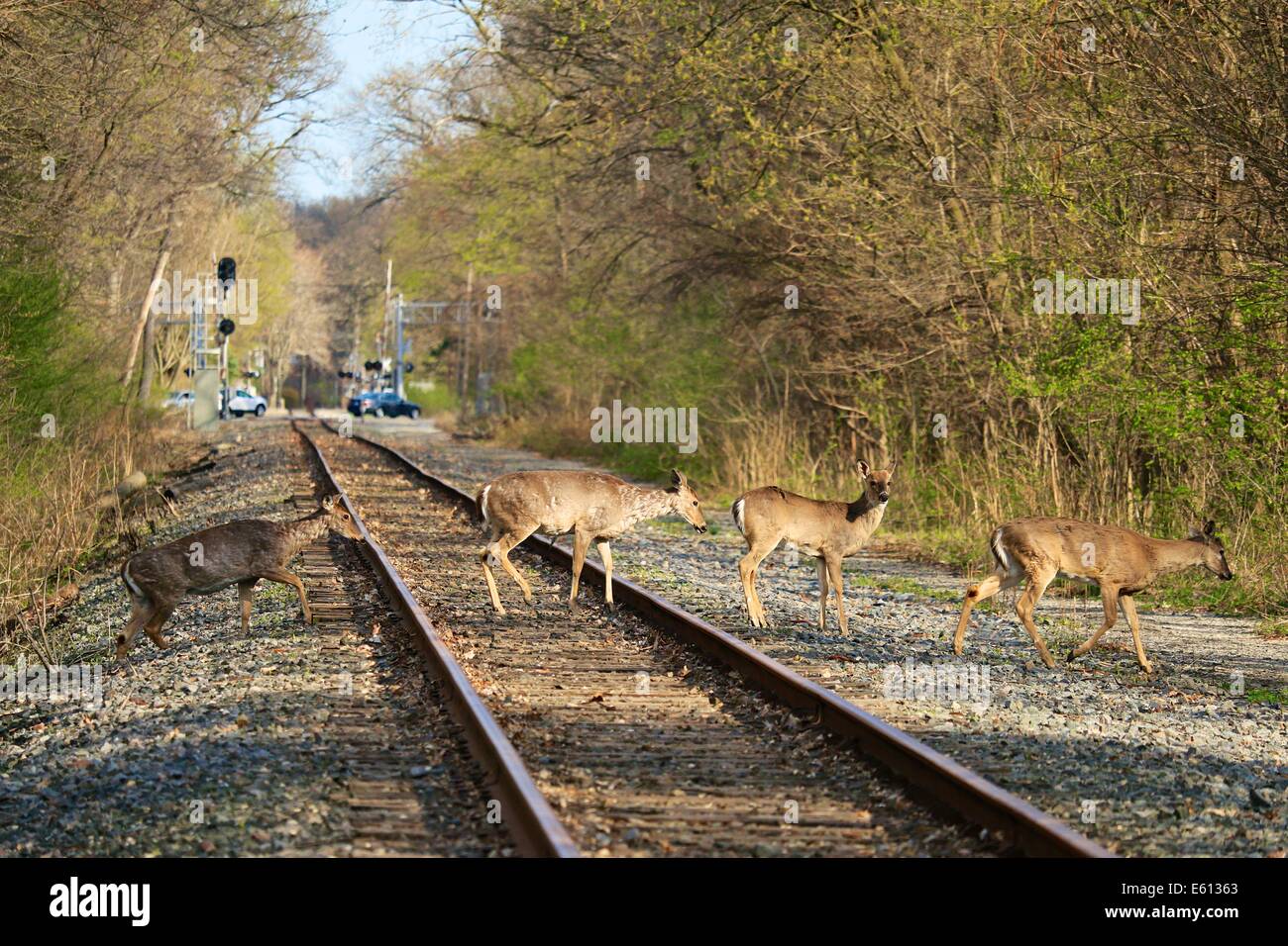 Herd of whitetailed deer crossing railroad tracks. Thatcher Woods
