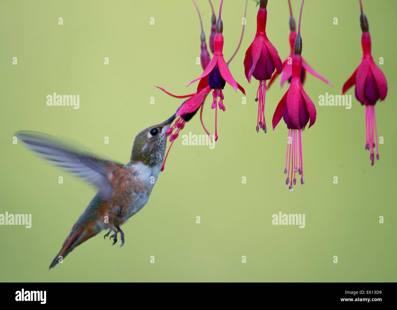Elkton, Oregon, USA. 10th Aug, 2014. A rufous hummingbird feeds on fuchsia flowers outside a home near Elkton in southwestern Oregon. Some rufous hummingbirds migrate thousands of miles from their summer homes in the Pacific Northwest and the Rocky Mountain states to wintering grounds in Mexico. © Robin Loznak/ZUMA Wire/Alamy Live News Stock Photo