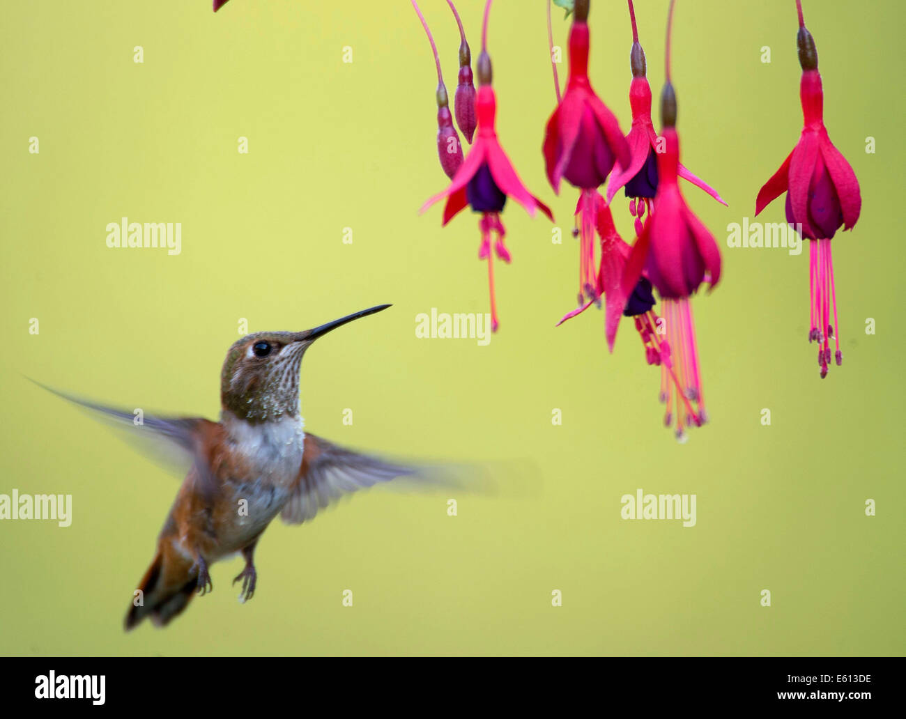 Elkton, Oregon, USA. 10th Aug, 2014. A rufous hummingbird feeds on ffuchsia flowers outside a home near Elkton in southwestern Oregon. Some rufous hummingbirds migrate thousands of miles from their summer homes in the Pacific Northwest and the Rocky Mountain states to wintering grounds in Mexico. © Robin Loznak/ZUMA Wire/Alamy Live News Stock Photo