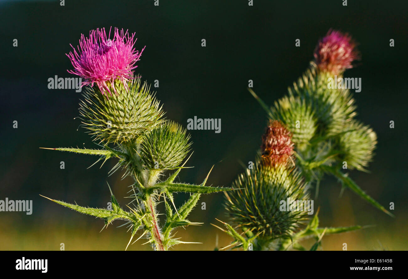 Spear thistle (Cirsium vulgare) in Finland. Stock Photo